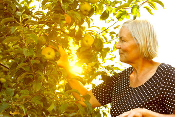 senior woman picking apples sun