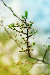Spring blossoming spring flowers on a plum tree against soft floral background
