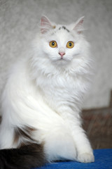 Fototapeta na wymiar Turkish van cat