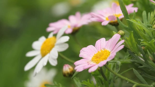 Close up of pink-white senecio cruentus