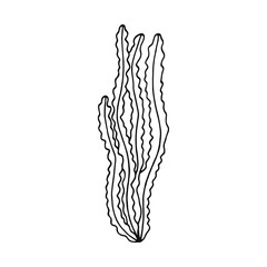 Alga vector hand drawing