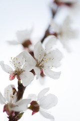 white pear flowers closeup on white background
