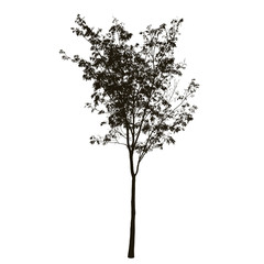 Obraz premium Tree silhouette isolated on white background 