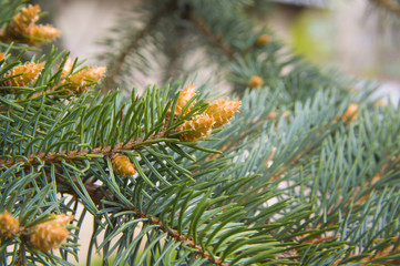 весеннее цветение ели, сосны © ponhinelo