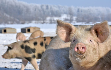 domestig pigs on range land in winter © mrpluck