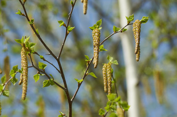 сережки на весенней березе