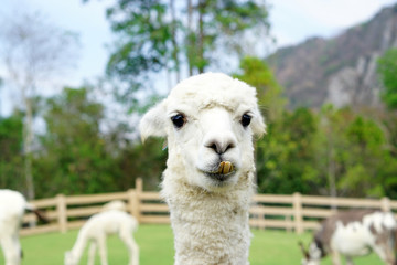 Close up of White Alpaca Looking Straight Ahead in the beautiful green meadow, It's curious cute eyes looking in the camera - Selective focus on the alpaca's face in the foreground.