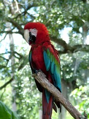 Fototapeta na wymiar Red Macaw
