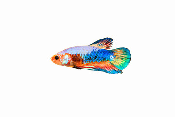 Fototapeta premium Fighting Fish,Thailand
