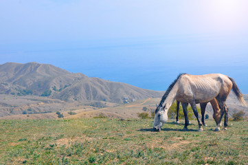 Horses in Andalusia mountains, Spain