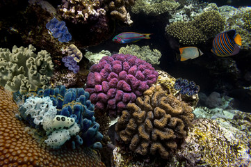 Naklejka na ściany i meble Photo of a coral colony on a reef