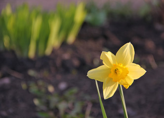 Fototapeta premium Daffodil
