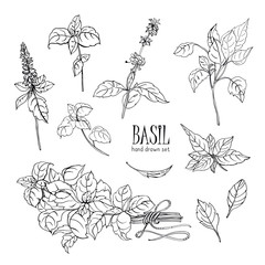 Set of basil plant. Contour hand drawn collection. Vector illustration.