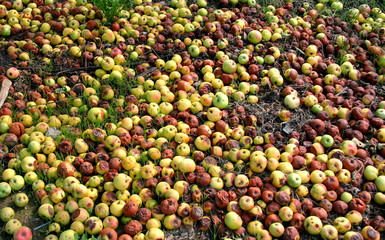 Apples