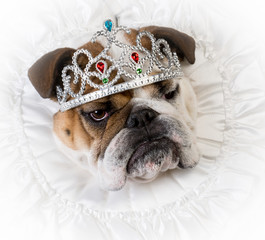 spoiled female dog © Willee Cole