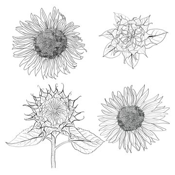 sunflower skectch vector