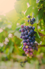 Fototapeta premium vineyard with ripe grapes in countryside Soft-focus image and filter lens flare