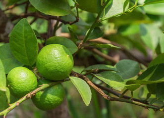 Green Lemons on the tree in daylight.