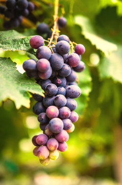 vineyard with ripe grapes in countryside  Soft-focus image and filter lens flare