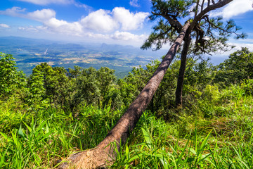 Beautiful pine trees on background high mountains