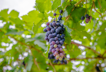 vineyard with ripe grapes in countryside  Soft-focus image and filter lens flare