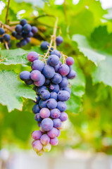 vineyard with ripe grapes in countryside  Soft-focus image and filter lens flare