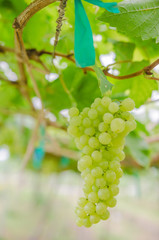 vineyard with ripe grapes in countryside  Soft-focus image and filter lens flare