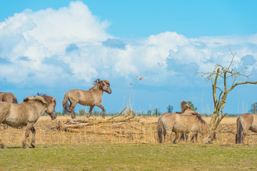Horses in a field in wetland in spring © Naj