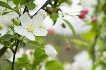 クラブアップルの白い花