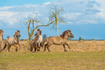 Horses in a field in wetland in spring © Naj