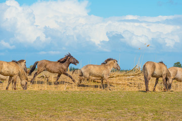 Horses in a field in wetland in spring