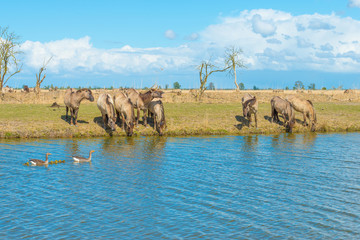 Horses along the shore of a lake in spring © Naj