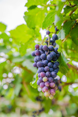vineyard with ripe grapes in countryside  Soft-focus image and filter lens flare