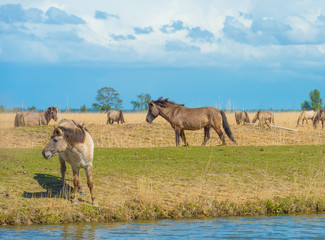 Horses along the shore of a lake in spring © Naj