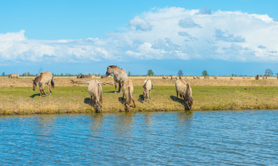 Horses along the shore of a lake in spring © Naj