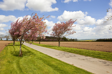Fototapeta premium road and springtime blossom