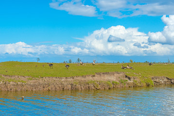 Shore of a lake in wetland in spring in sunlight