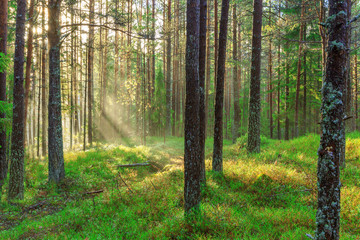 Beautiful nature at morning in the misty spring forest with sun rays Magic spring forest with sun rays