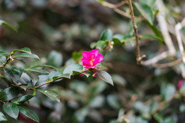 Pink Japanese Camellia flower