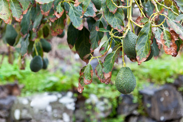 Owoce awokado wiszące na gałęzi na tle muru z kamienia.