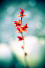 Red leaves on a bush brunch