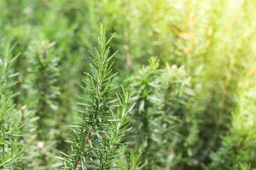 Fresh Rosemary Herb grow outdoor. Rosemary leaves Close-up.