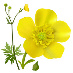 Buttercup - Ranunculus.
Hand drawn vector illustration of a wildflower in realistic style, on white background.
