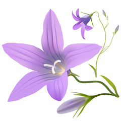 Bell flower - Campanula patula.
Hand drawn vector illustration of a wildflower in realistic style, on white background.