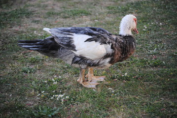 Canard de barbarie