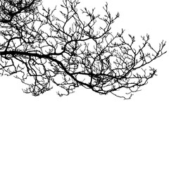 Fototapeta premium Realistic tree branch silhouette (Vector illustration).