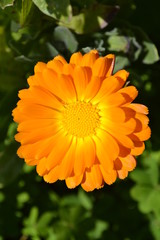 calendula