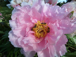 peonia