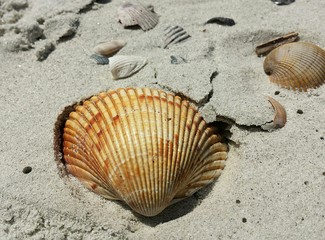 Beautiful yellow seashell on sand background in Atlantic coast of North Florida