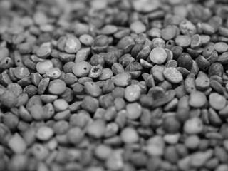 BLACK AND WHITE PHOTO OF CHICKPEA OR CHICK PEA (CICER ARIETINUM)